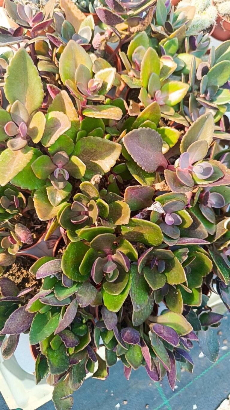 Kalanchoe Crenata