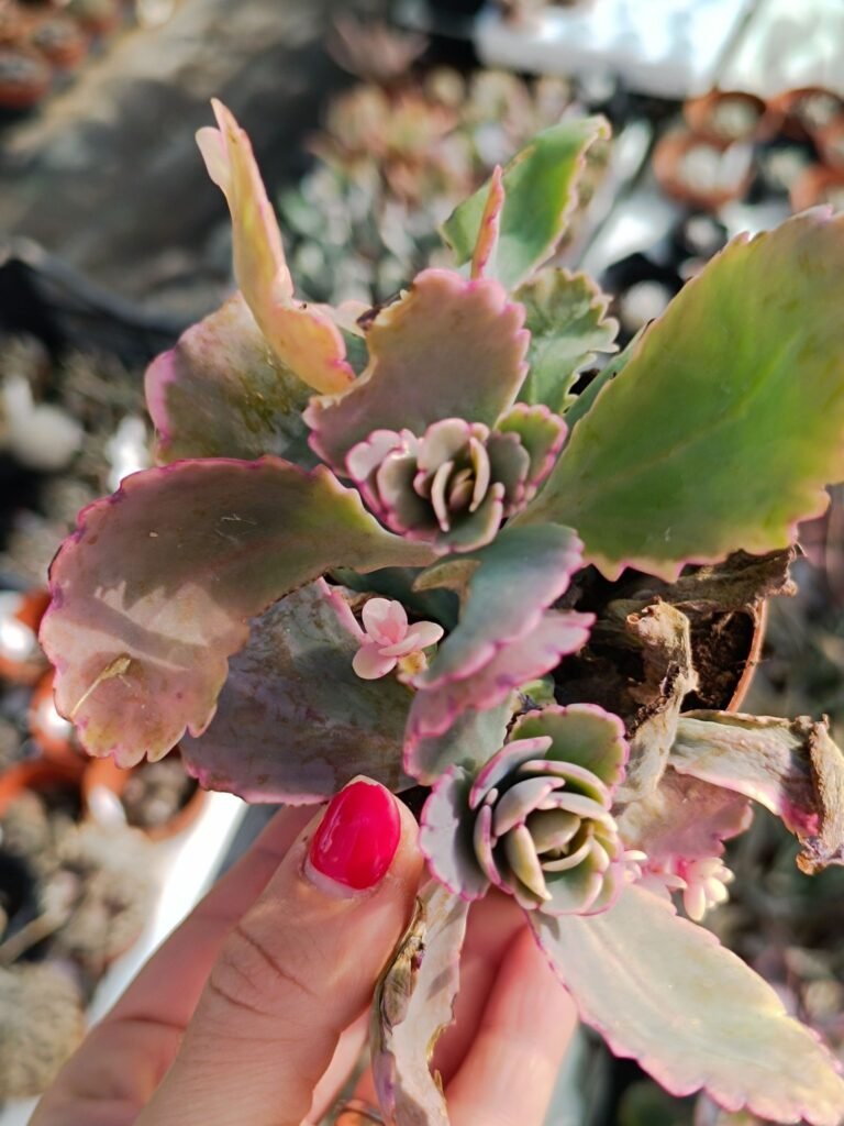 Kalanchoe Fedtschenkoi Variegata