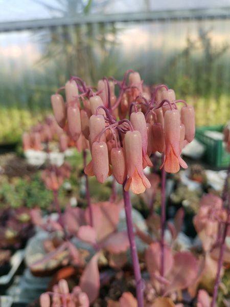 Kalanchoe Fedtschenkoi