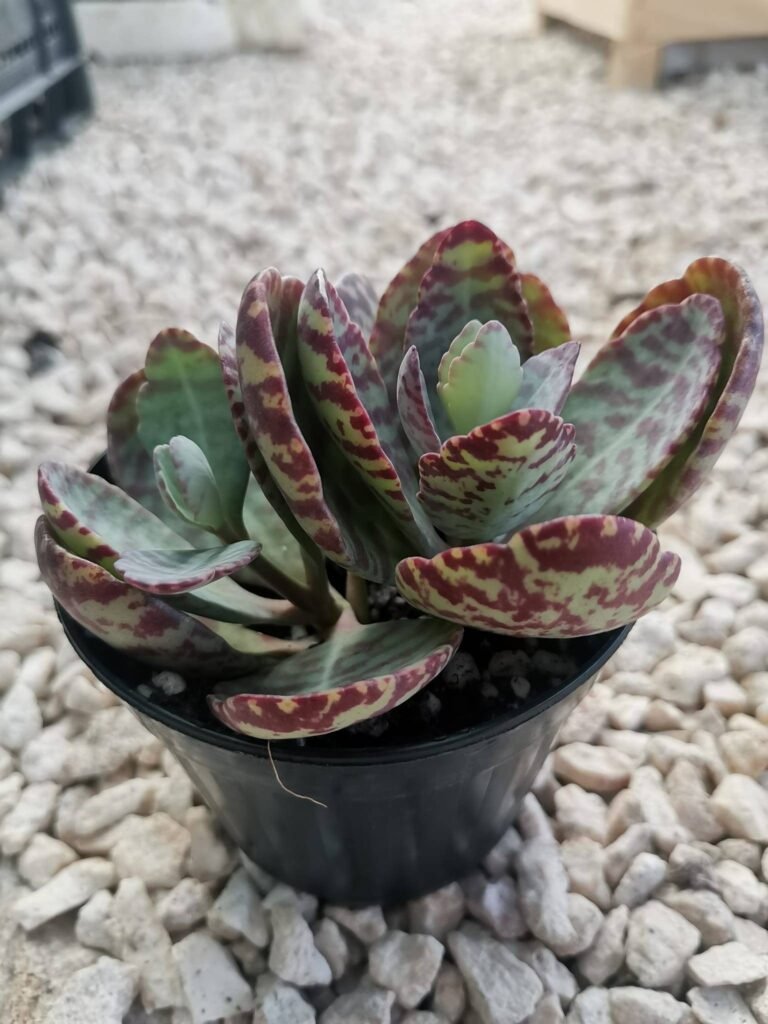 Kalanchoe Humilis