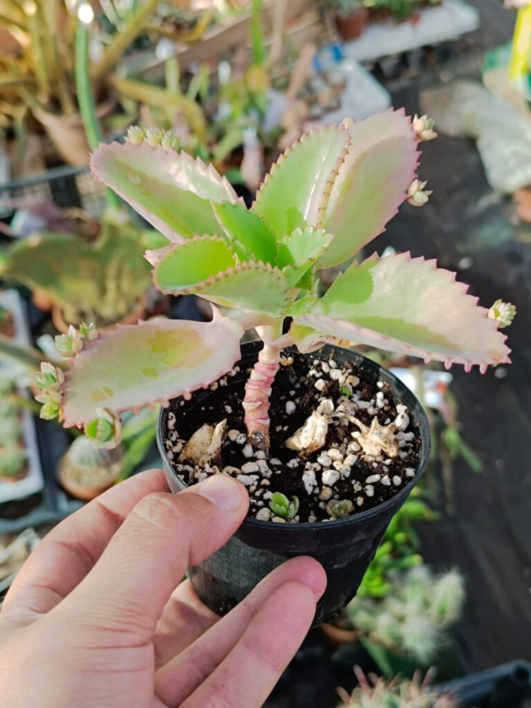 Kalanchoe Laetivirens
