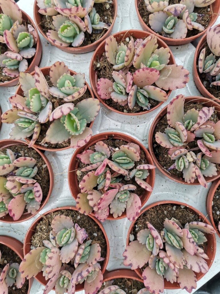 Kalanchoe Laetivirens