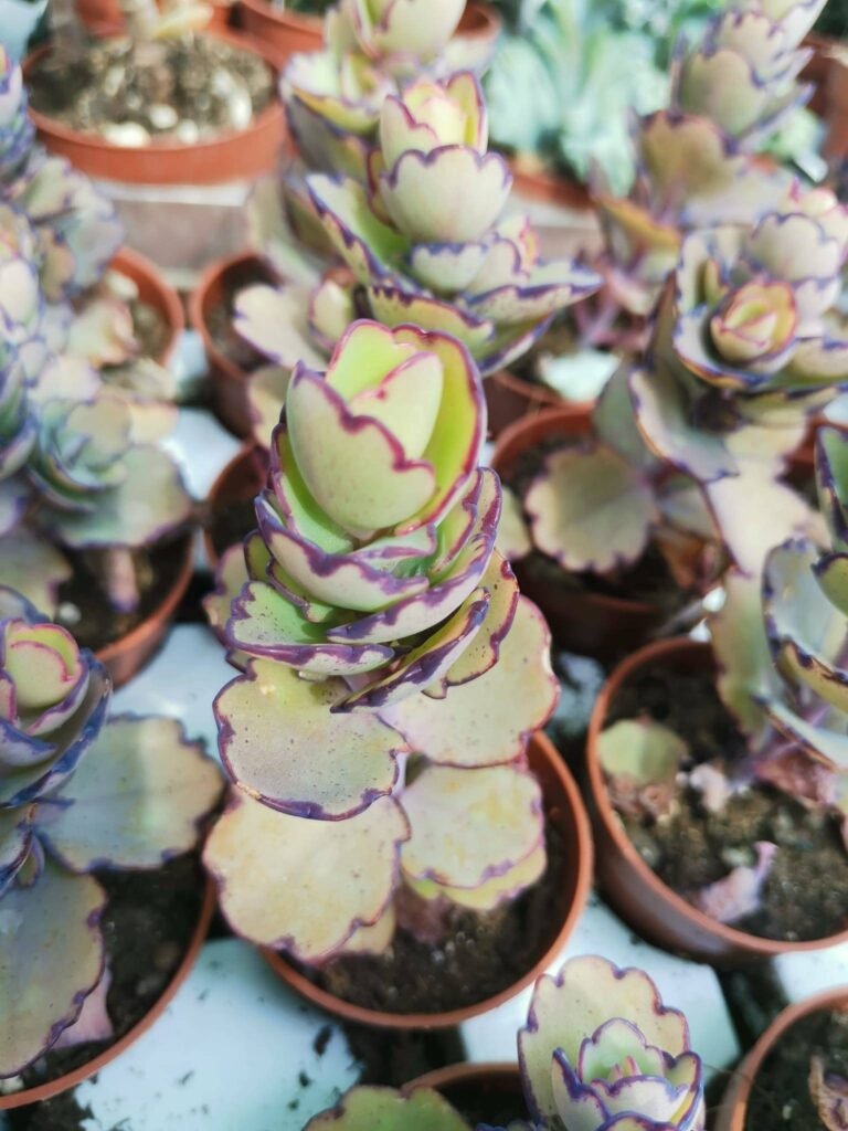 Kalanchoe Laxiflora