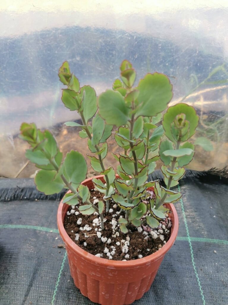 Kalanchoe Laxiflora Baker