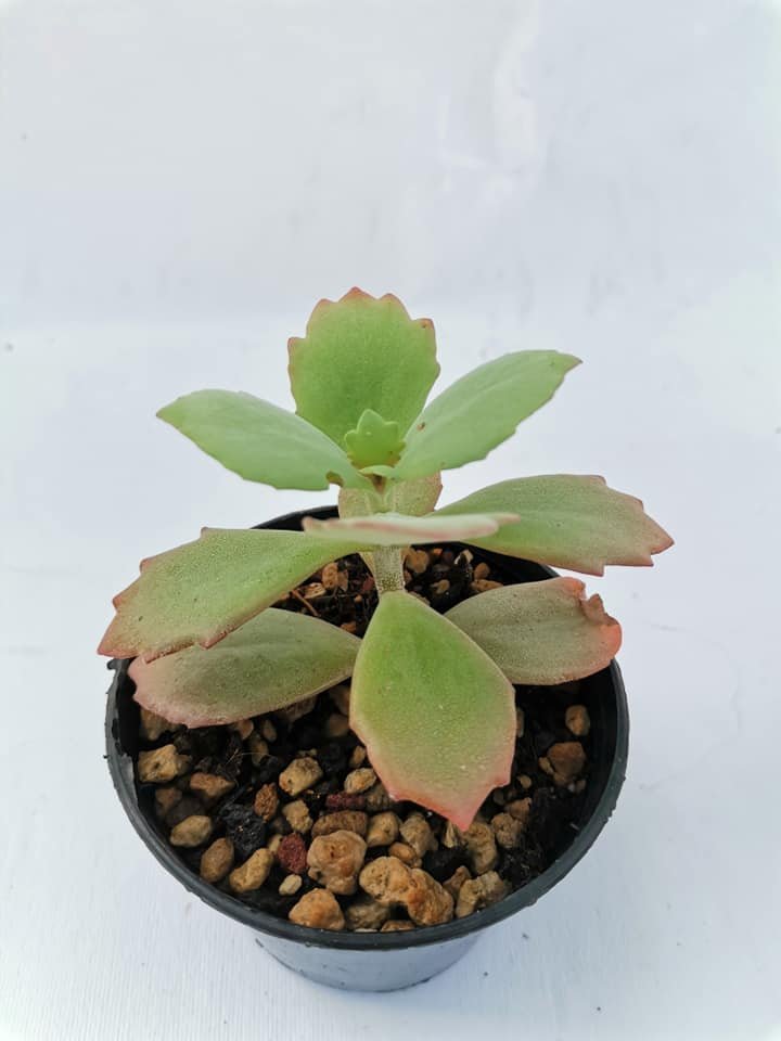 Kalanchoe Longiflora