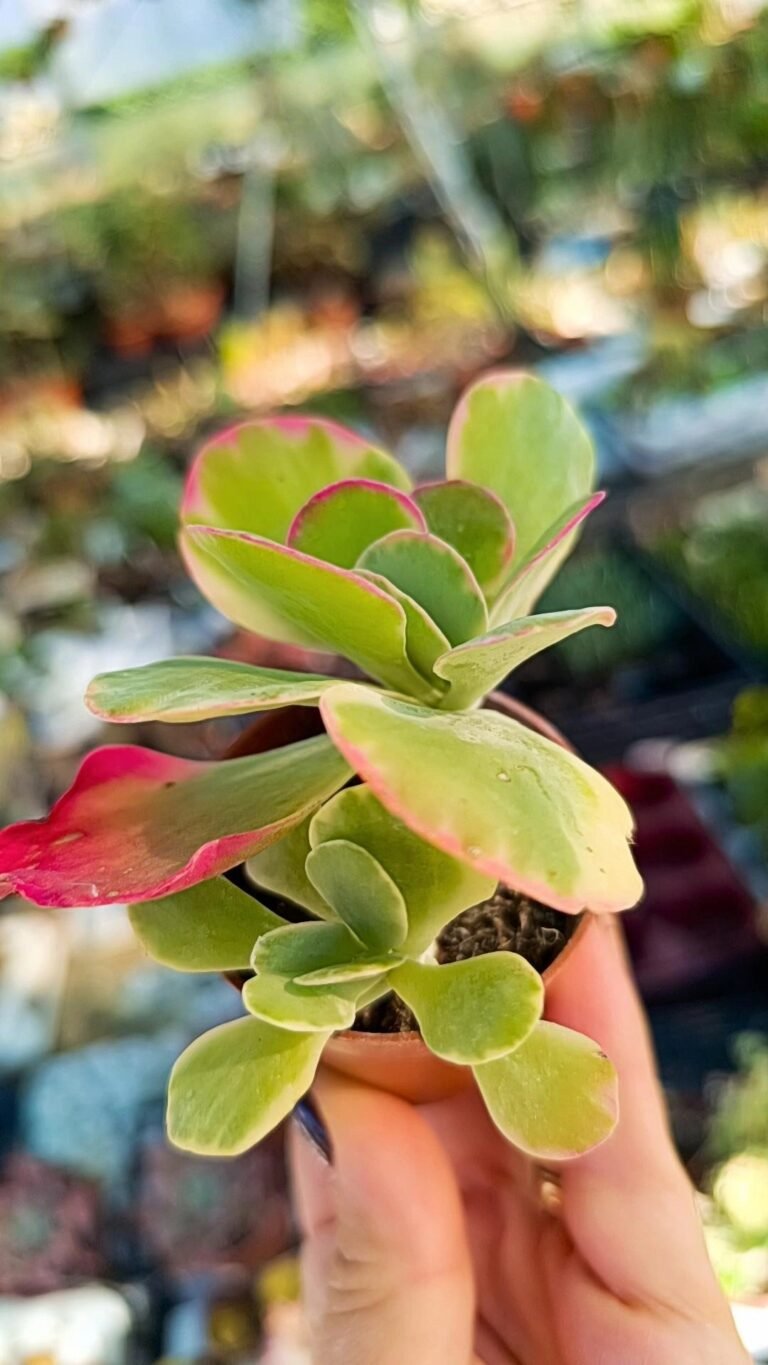 Kalanchoe Fantastic Luciae Variegata