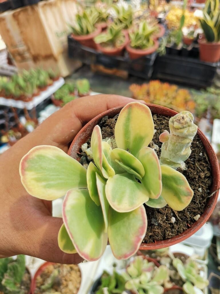 Kalanchoe Luciae Fantastic Variegata