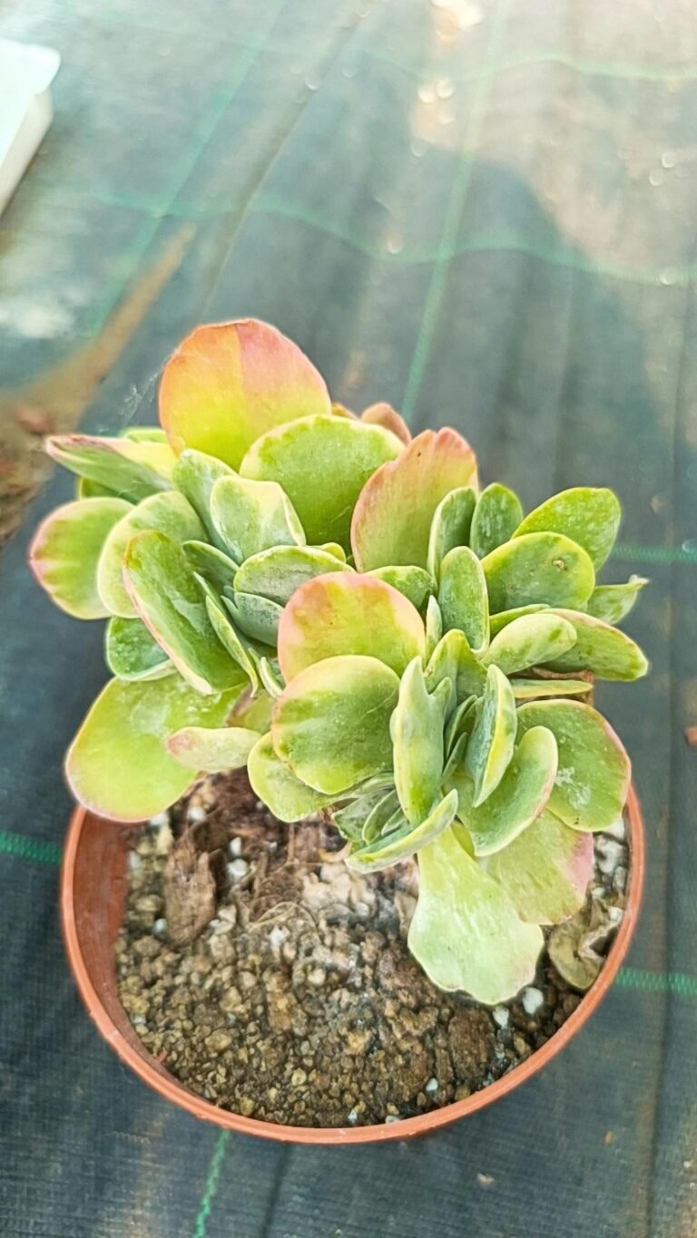 Kalanchoe Fantastic Luciae Variegata