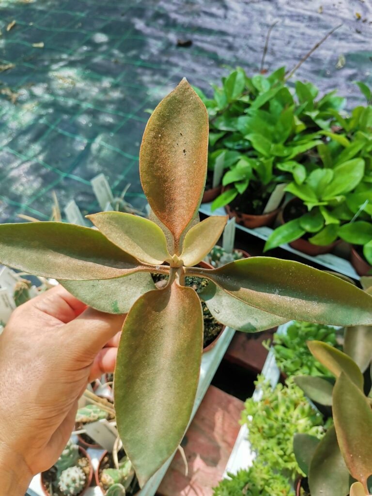 Kalanchoe Orgyalis