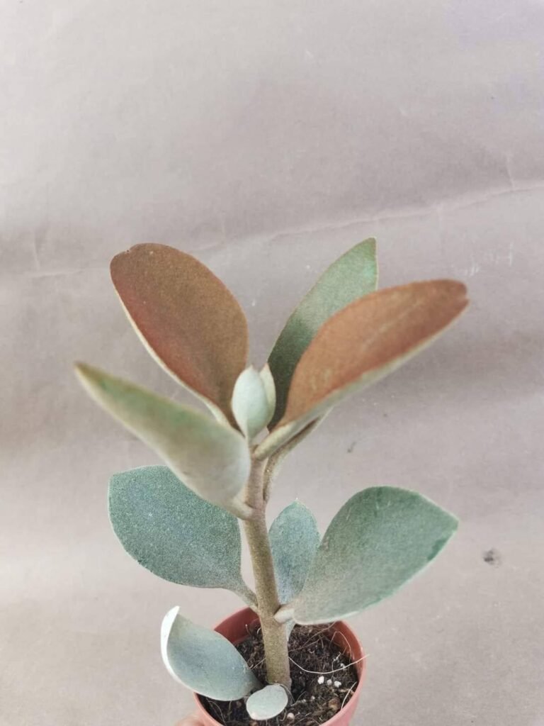 Kalanchoe Orgyalis