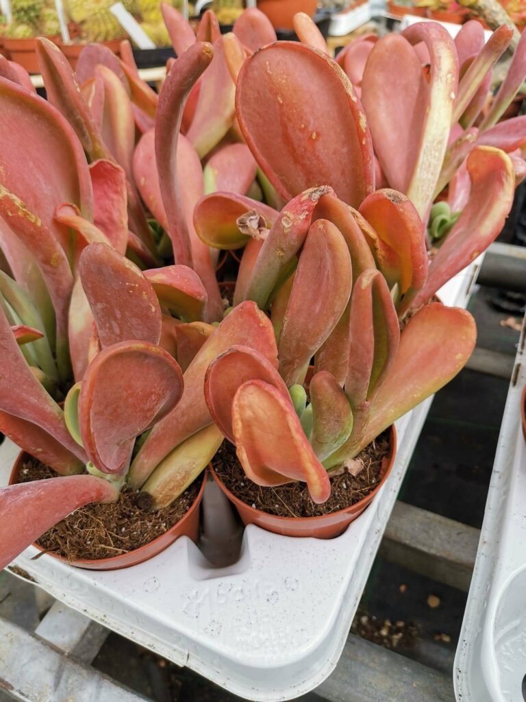 Kalanchoe Thyrsiflora Oricola f. Mostruosa