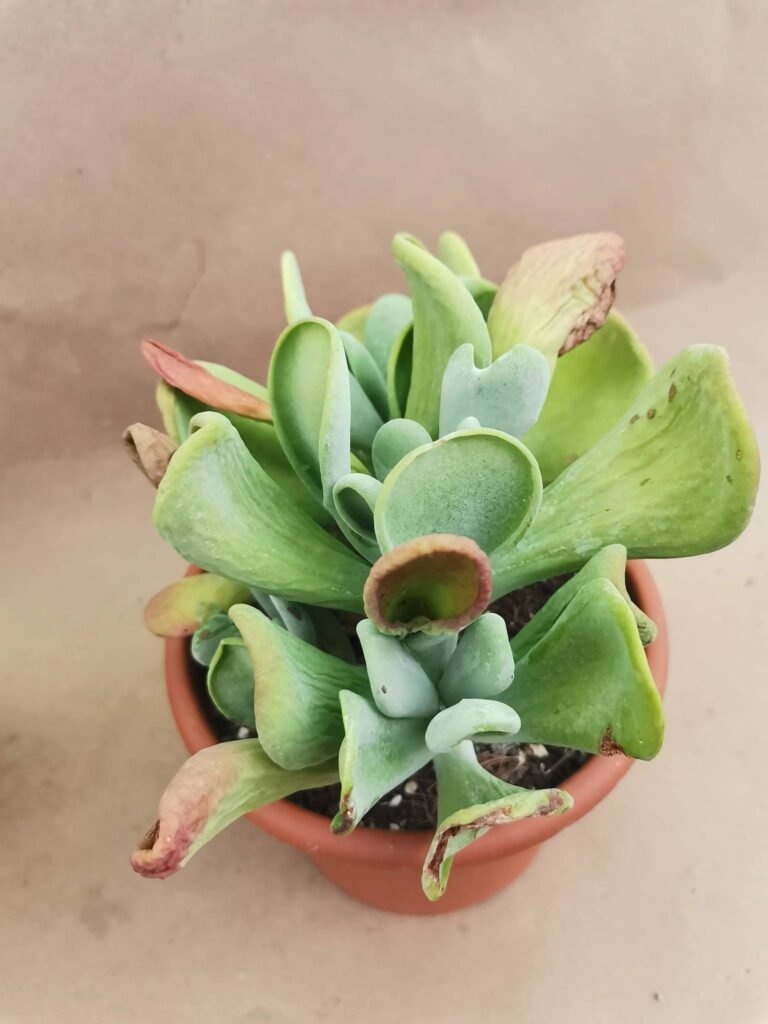 Kalanchoe Thyrsiflora Oricola f. Mostruosa
