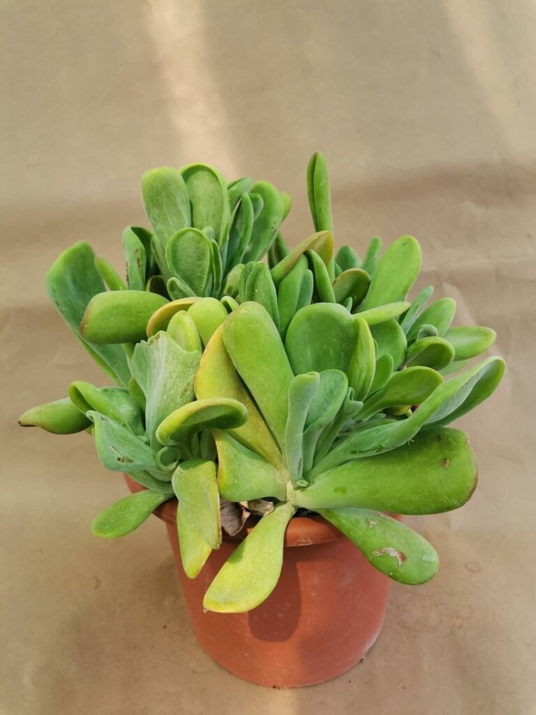 Kalanchoe Oricola f. Mostruosa