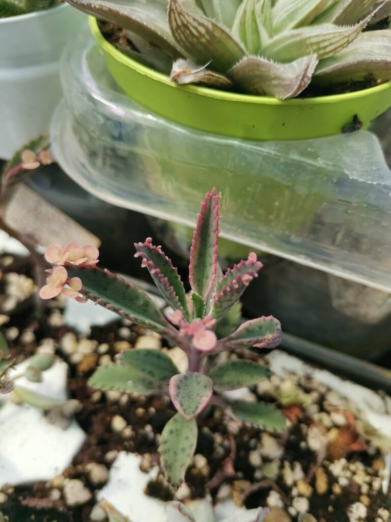 Kalanchoe Pink Butterfly Variegata