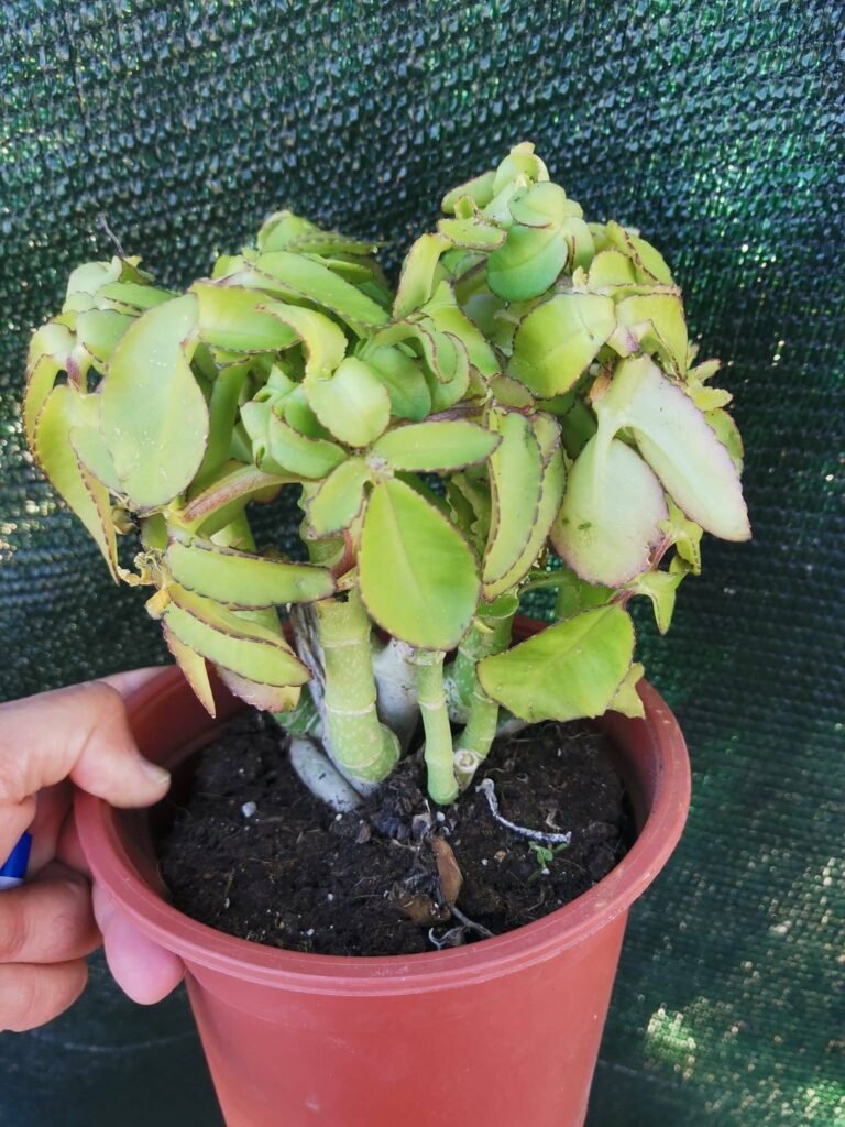 Kalanchoe Prolifera
