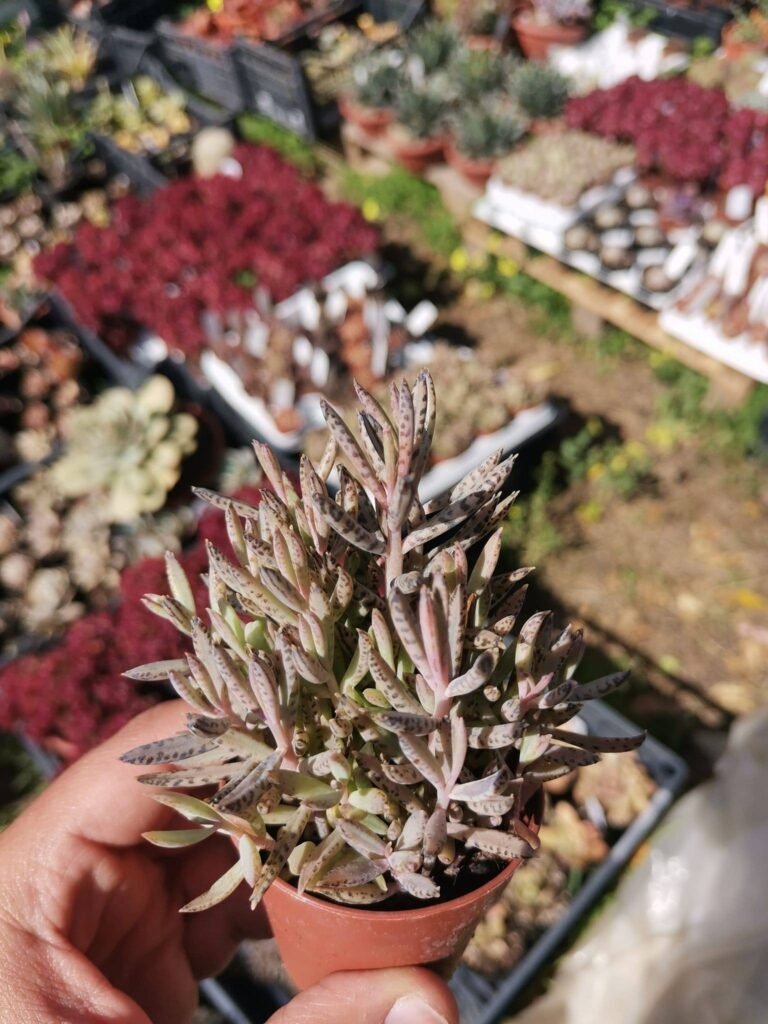 Kalanchoe Sp