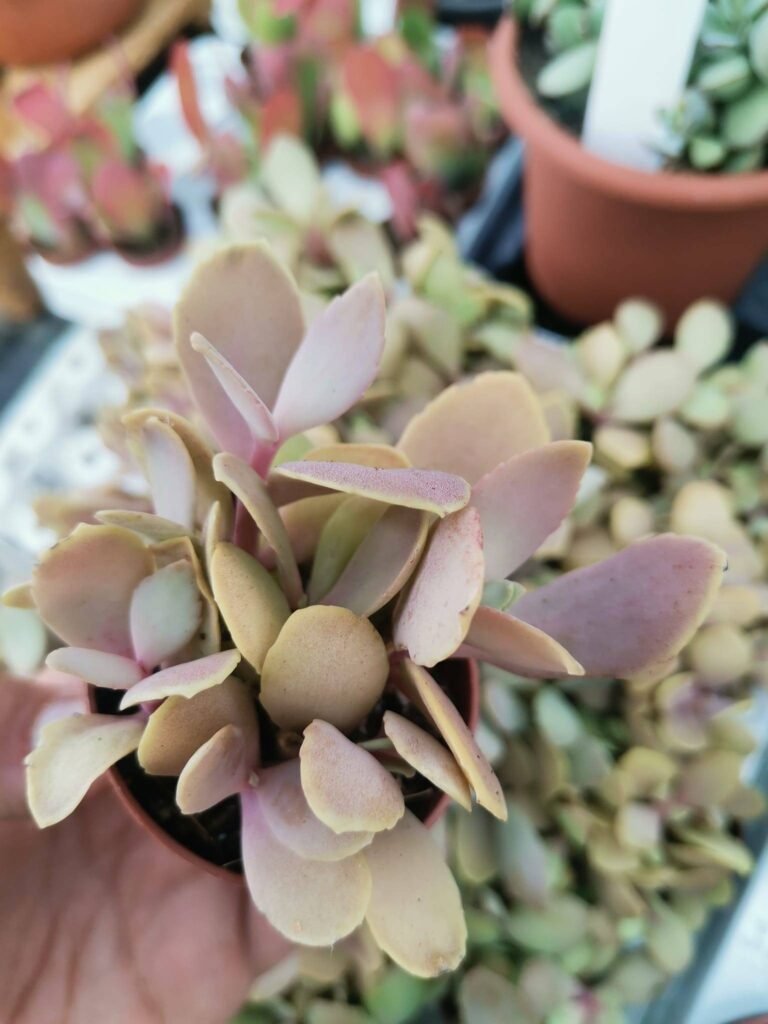 Kalanchoe Sp