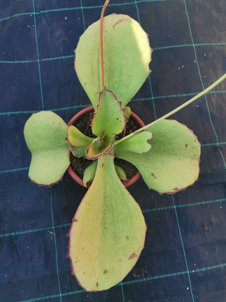 Kalanchoe Synsepala