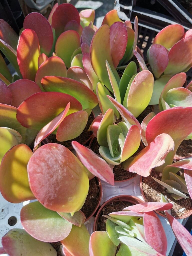 Kalanchoe Thyrsiflora