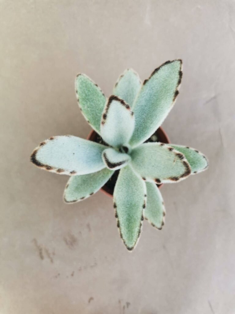 Kalanchoe Tomentosa cv Chocolate