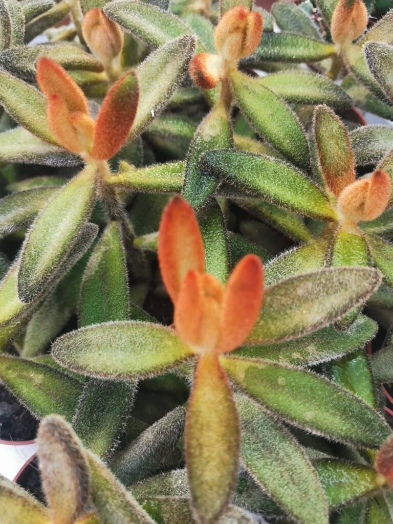 Kalanchoe Tomentosa cv Chocolate Soldier