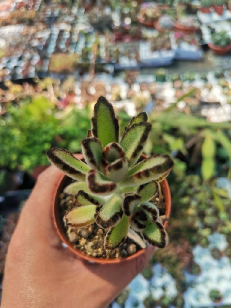 Kalanchoe Tomentosa cv Dark Chocolate