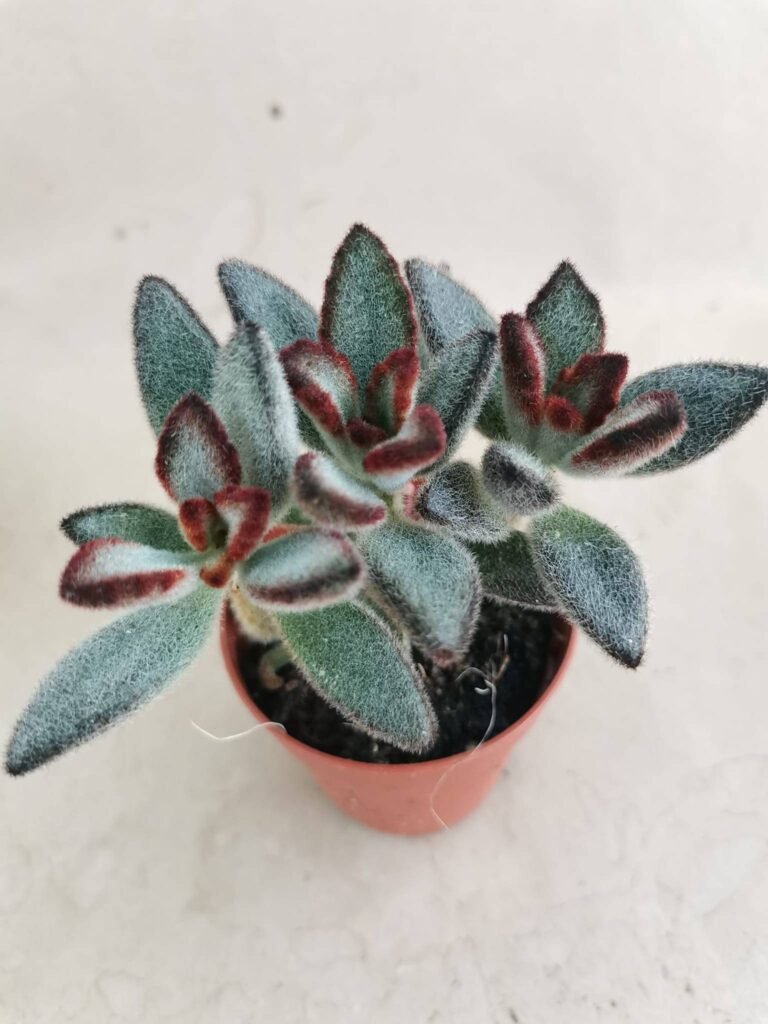 Kalanchoe Tomentosa red tie