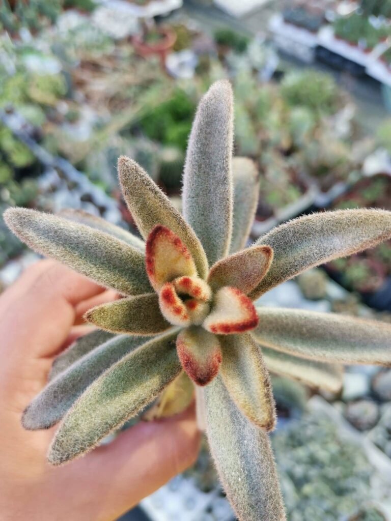Kalanchoe Tomentosa Rubra