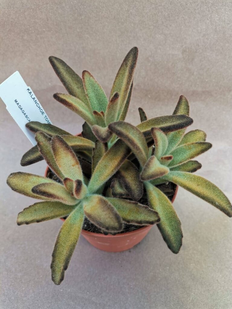 Kalanchoe Tomentosa Rubra