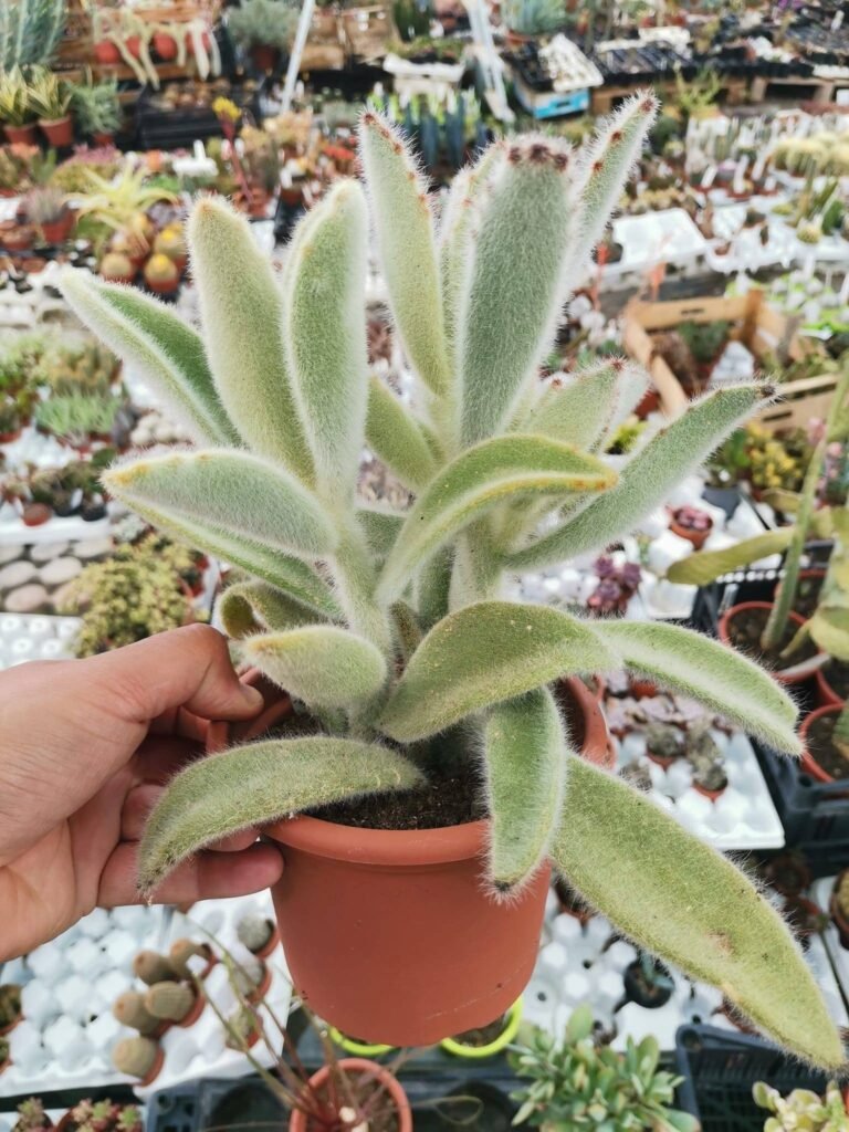 Kalanchoe Villosa