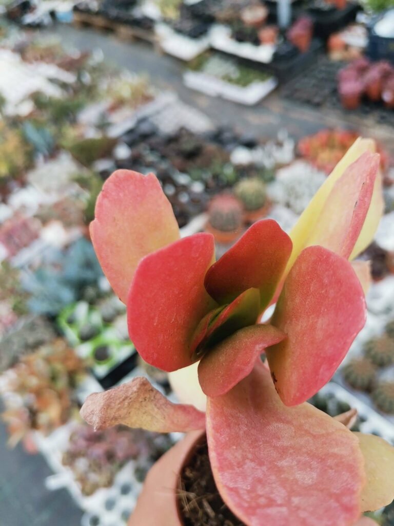 Kalanchoe Vivien