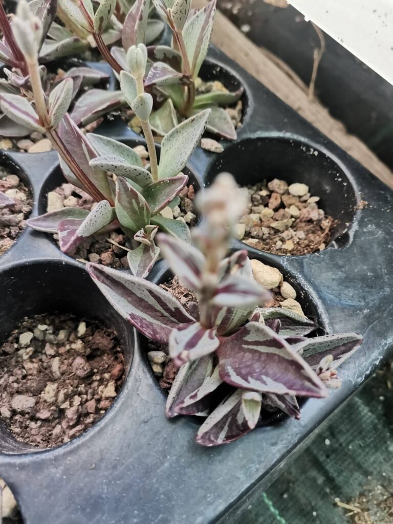 Lenophyllum Guttatum Variegata