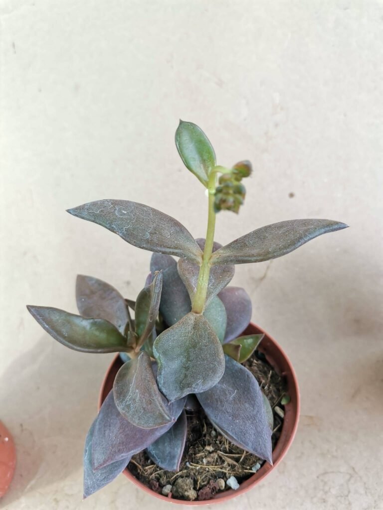 Lenophyllum Reflexum