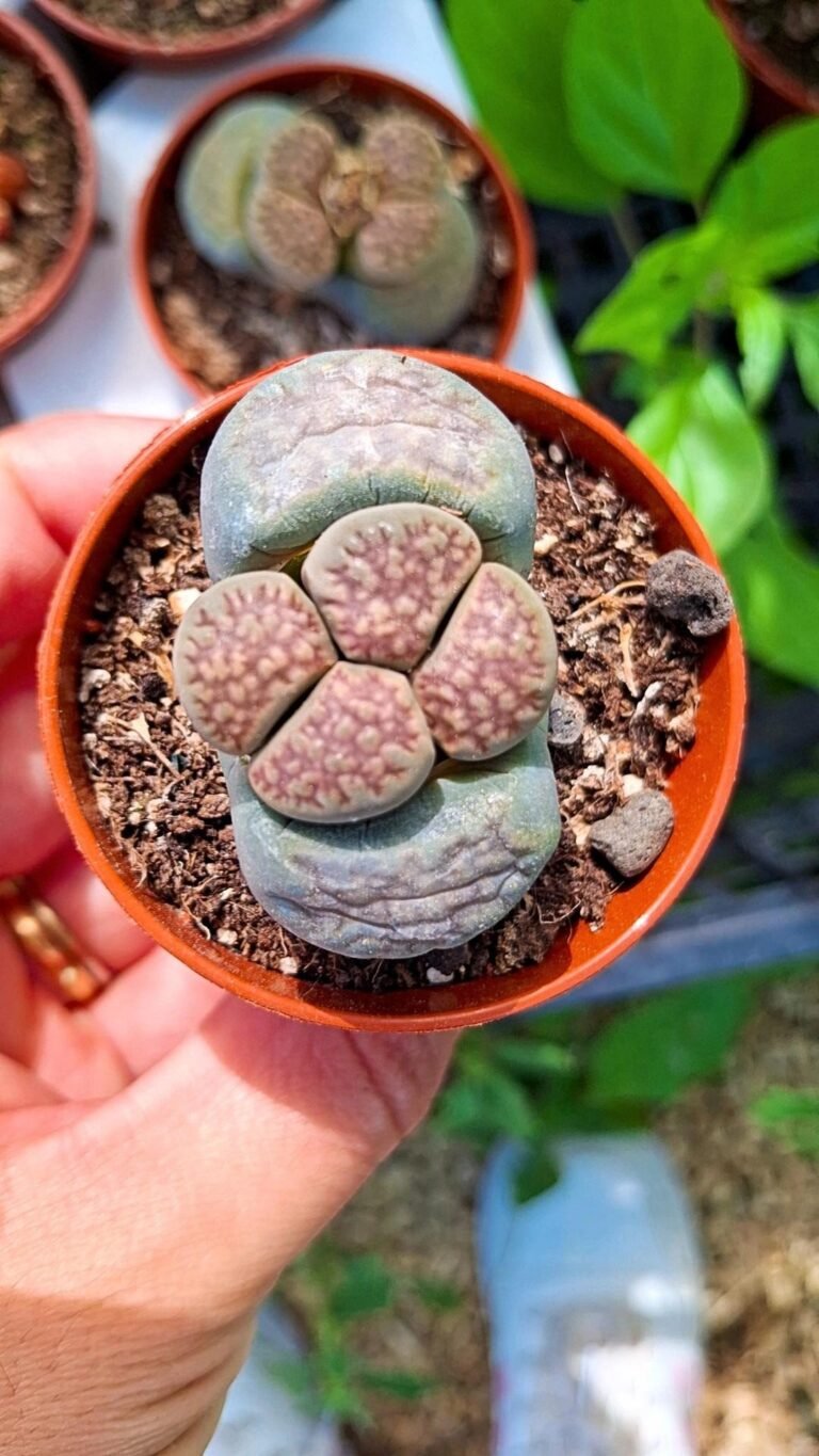 Lithops