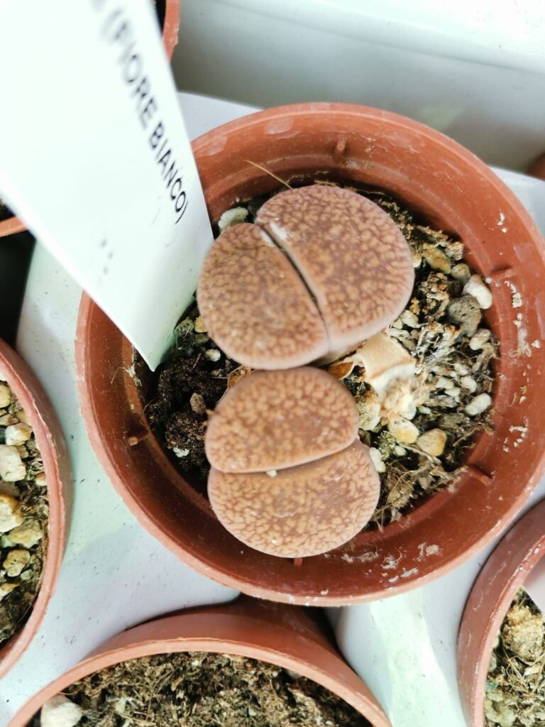 Lithops Aucampiae