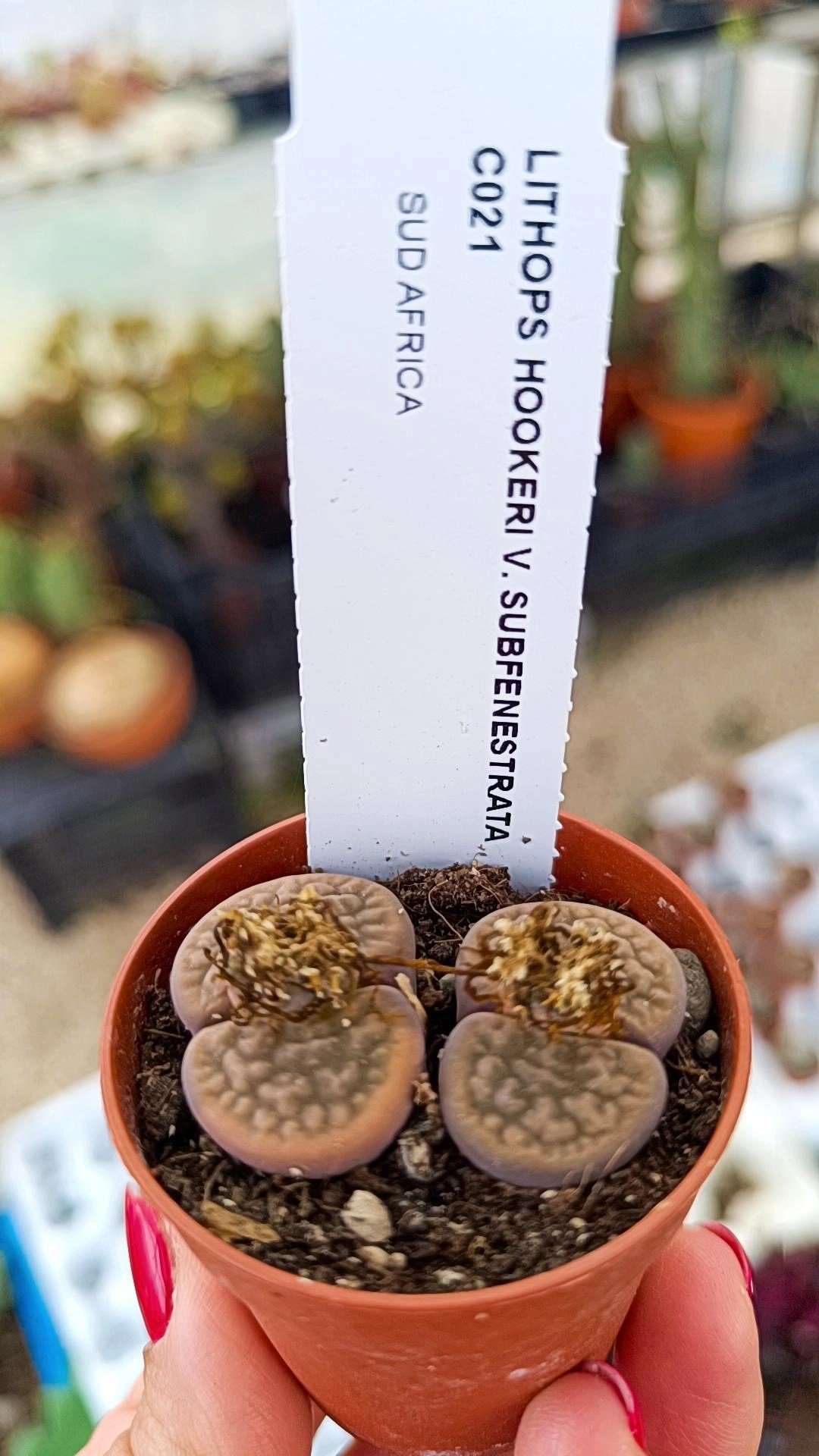 Lithops hookerii v subfenestrata