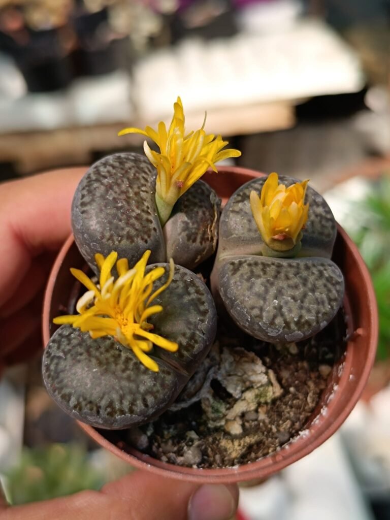 Lithops in fioritura