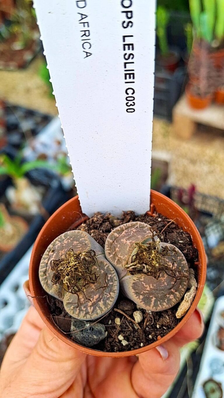 Lithops lesliei