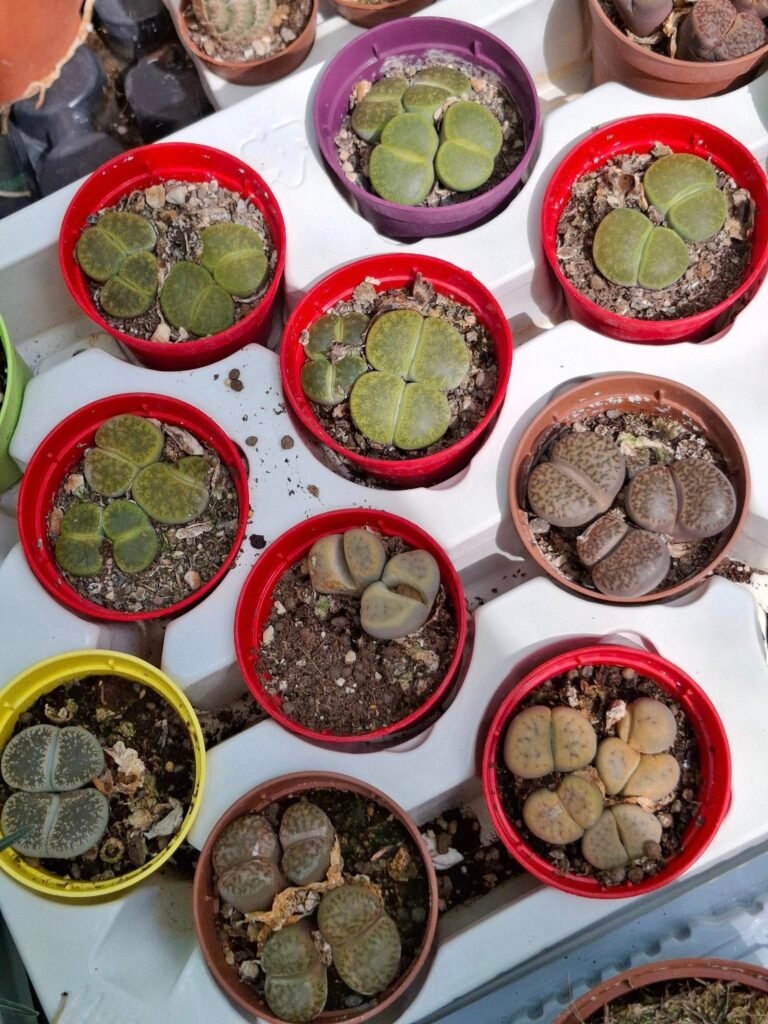 Lithops accestiti