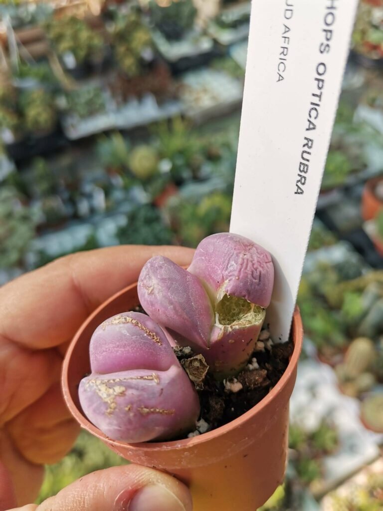 Lithops Optica Rubra