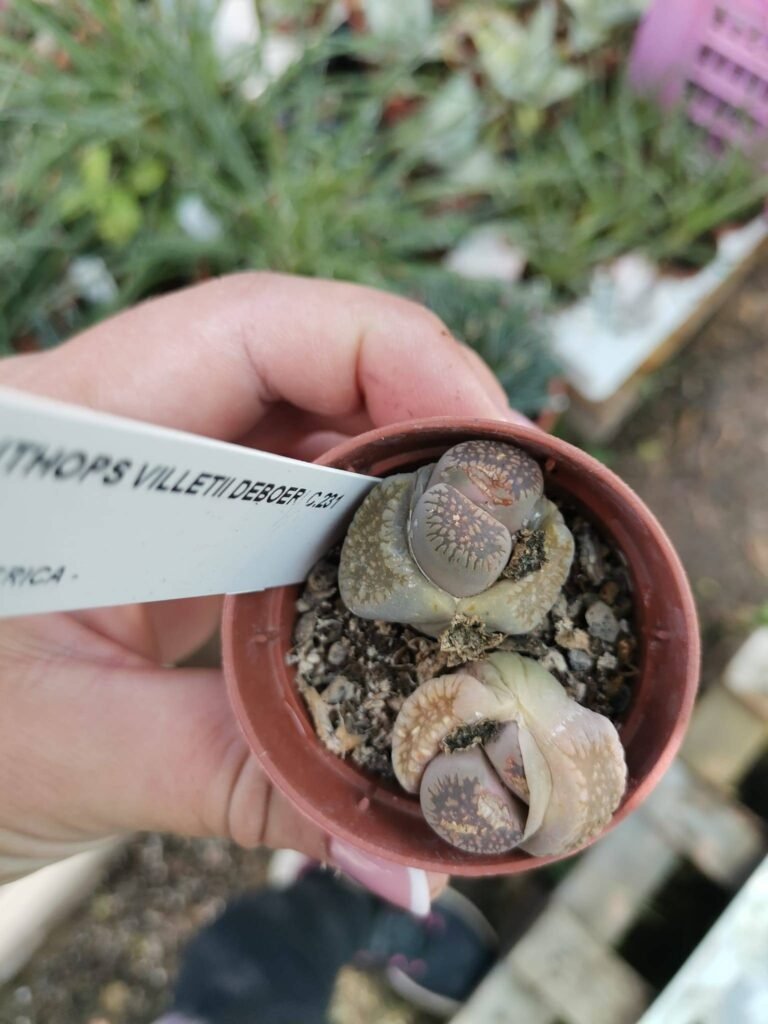Litops Villetii Deboeri C231
