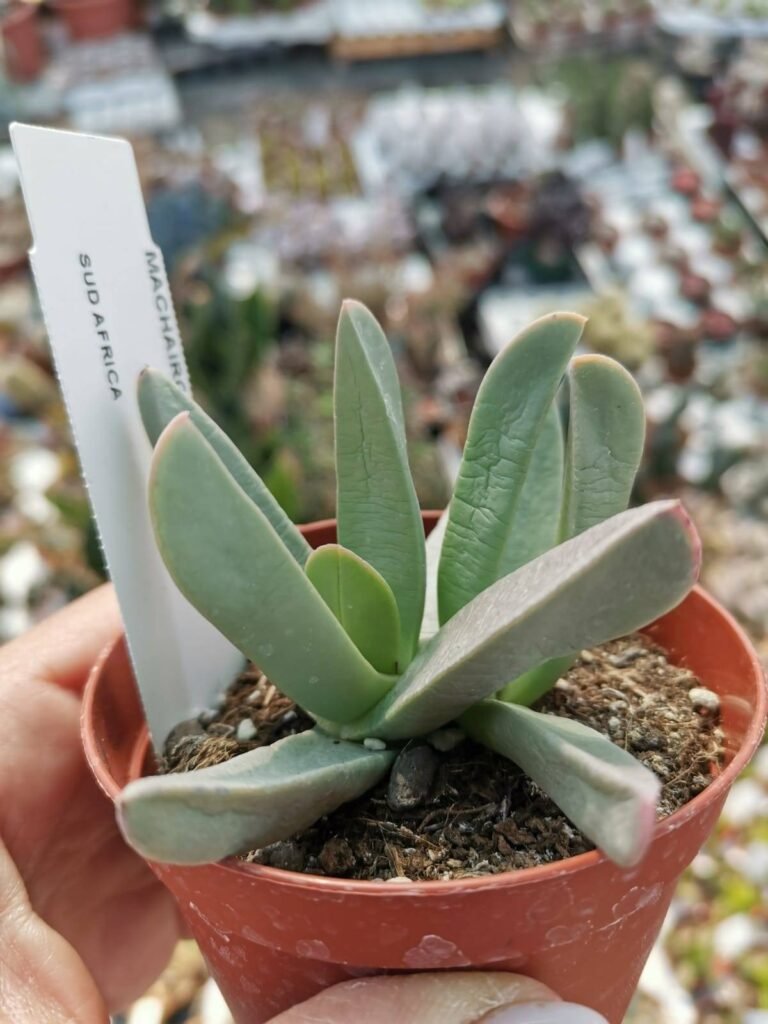 Machairophyllum Albidum