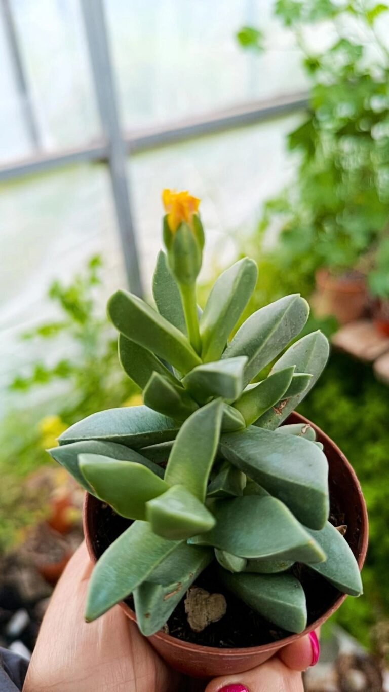 Machairophyllum Brevifolium