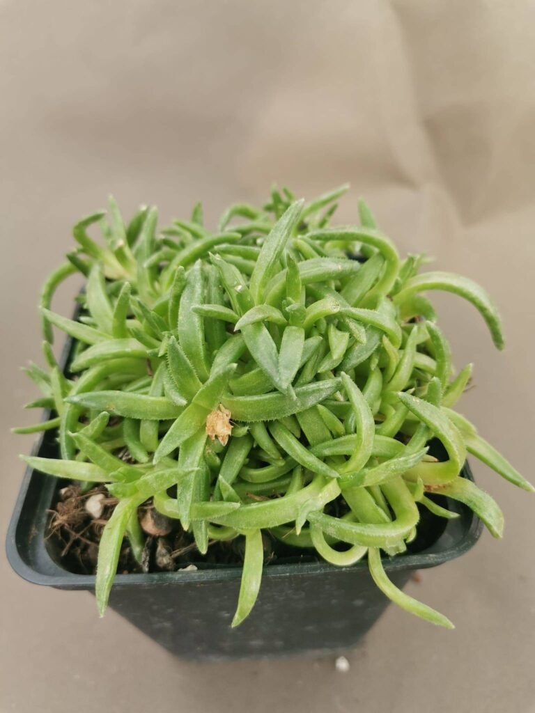 Malotigena cv Albiflora