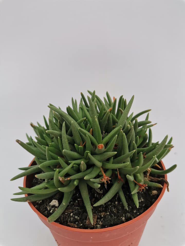 Marlothistella Stenophylla