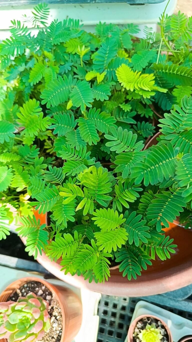 Mimosa pudica o pianta sensitiva