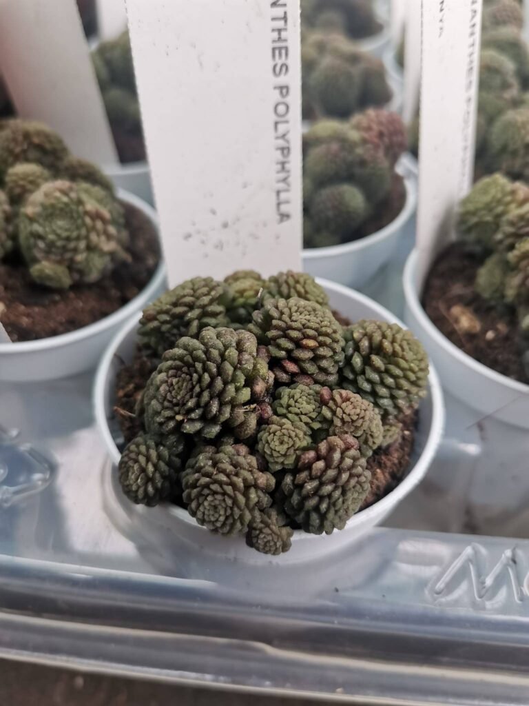 Monanthes Polyphylla