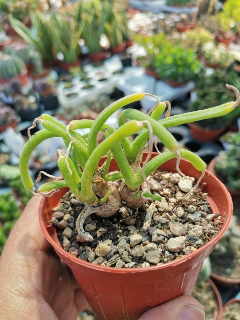 Monilaria Moniliformis