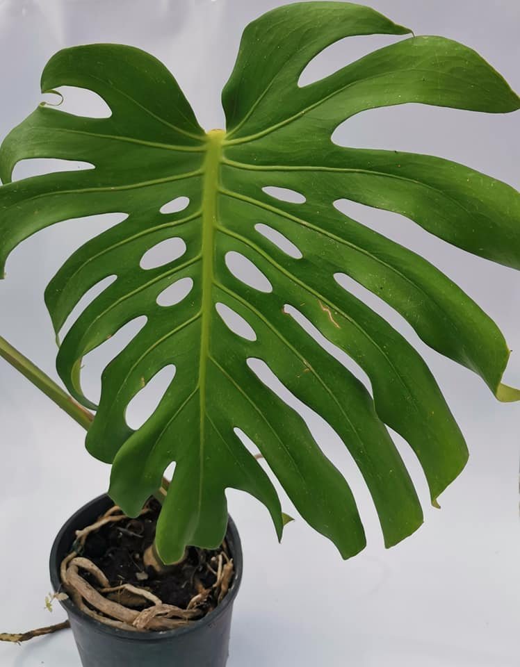 Monstera Deliciosa 2 foglie