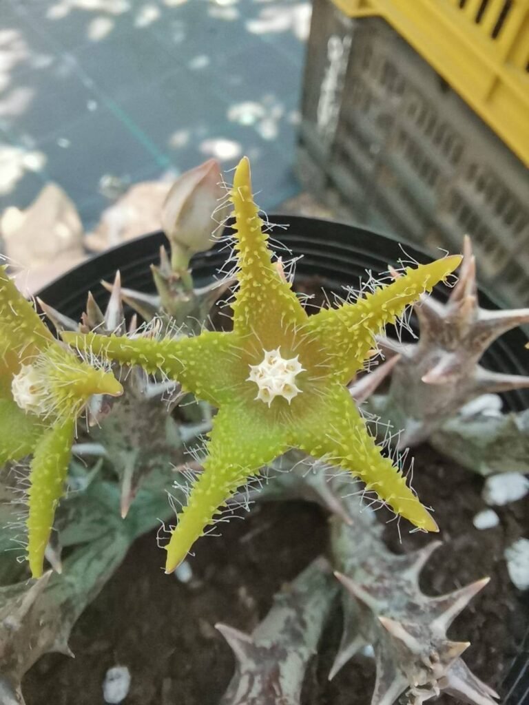 Orbea Dummeri